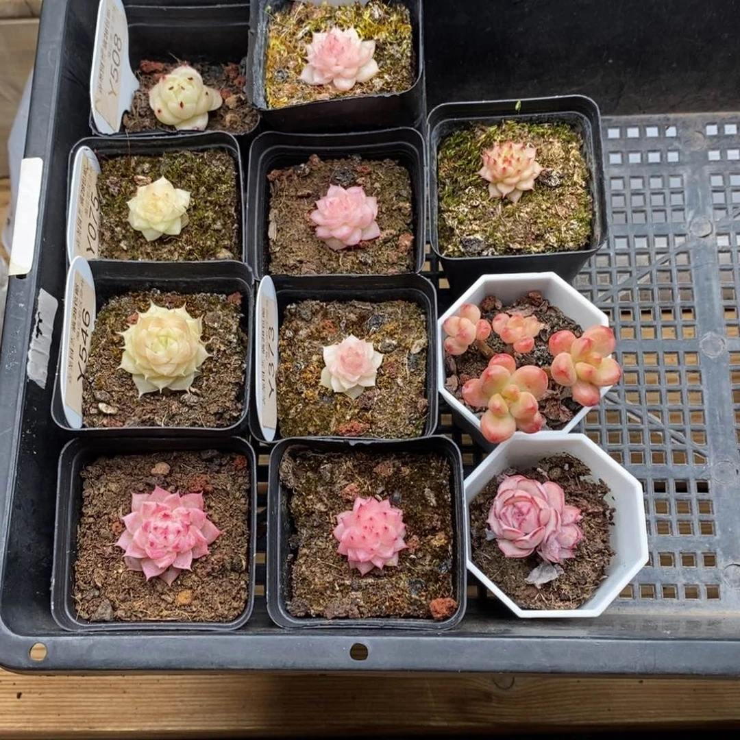 不**`0281 麦秆 026 香格里拉 买十送一