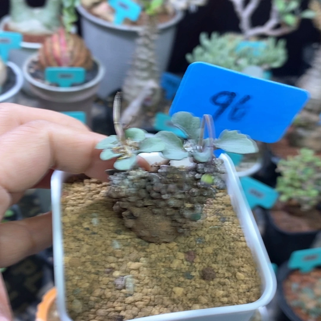产地装甲厚炖菊多肉植物