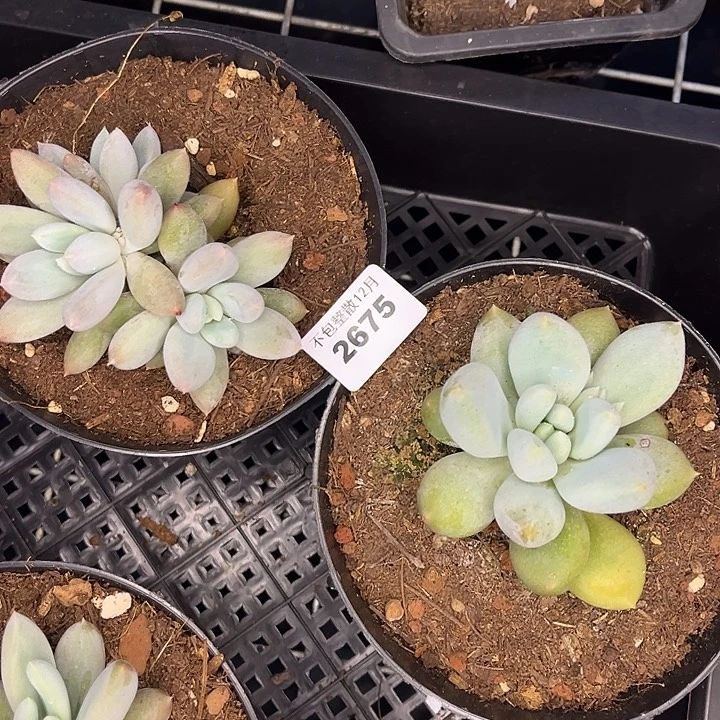 阿雅园艺。       2675两颗哥特