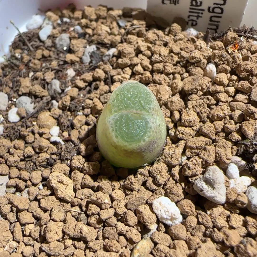 肉锥多肉植物组合-胖虎1773