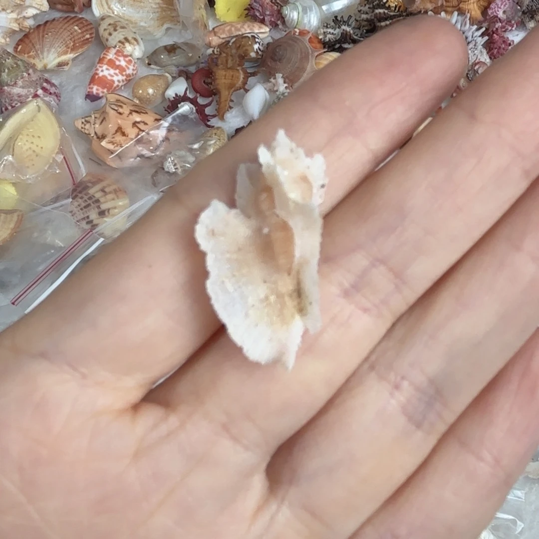 梅***子天然海螺贝壳标本福利