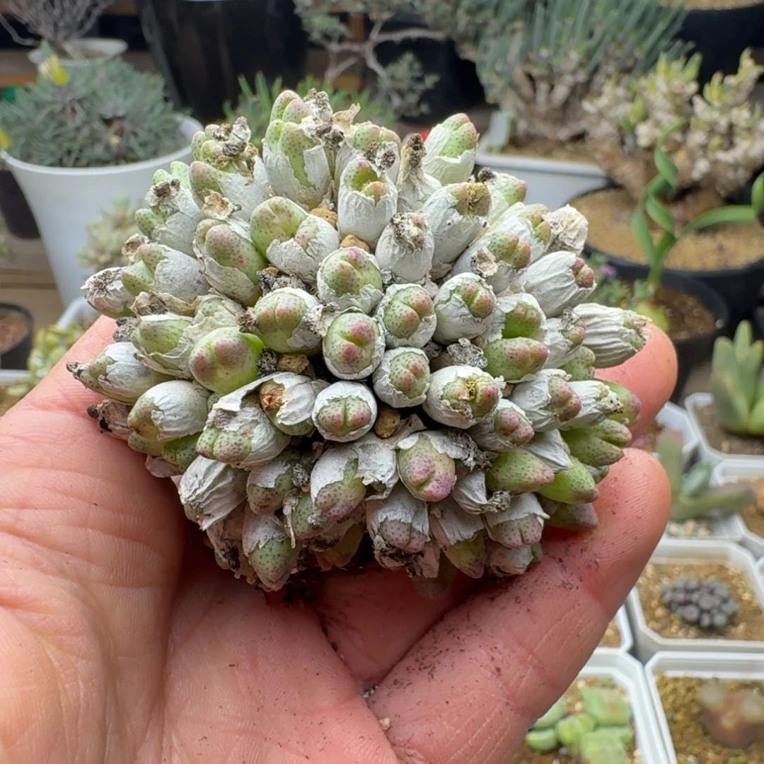 用****4草莓。 斑马多肉