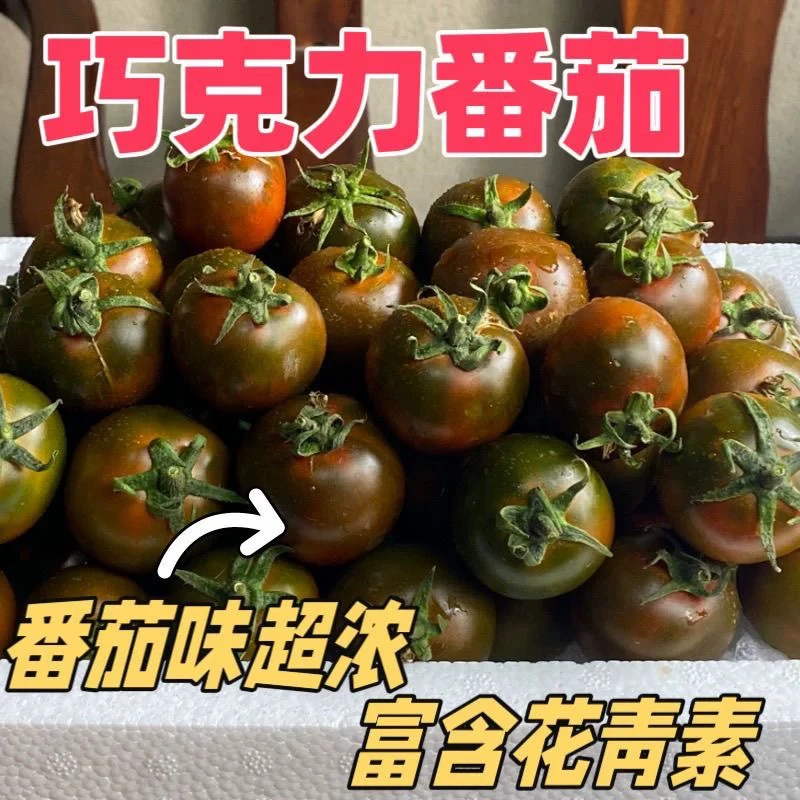 自然熟铁皮巧克力番茄新鲜西红柿生吃孕妈小孩老人即食现摘现发