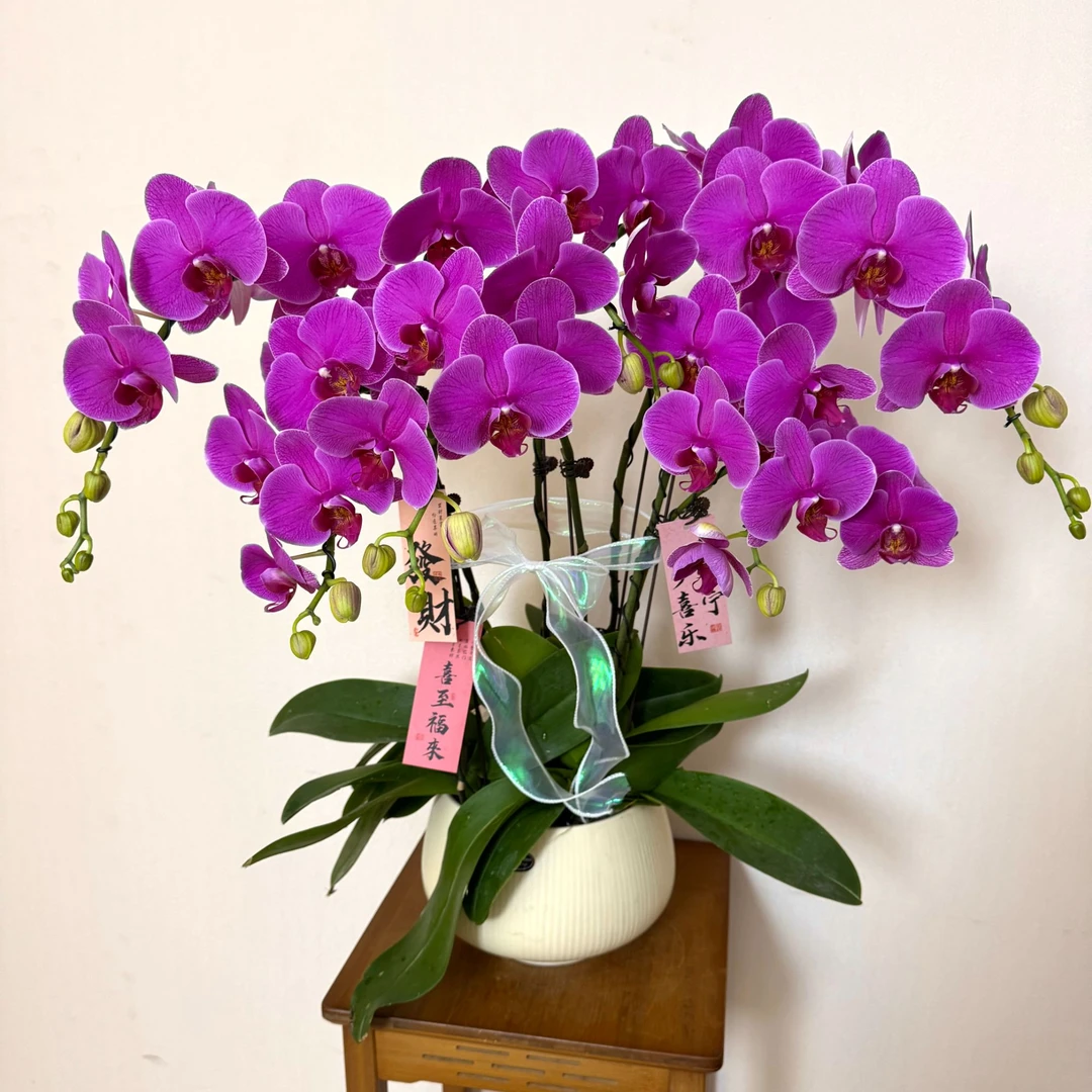 【恭喜发财】紫红色大花型蝴蝶兰盆栽 耐开耐养 室内花卉