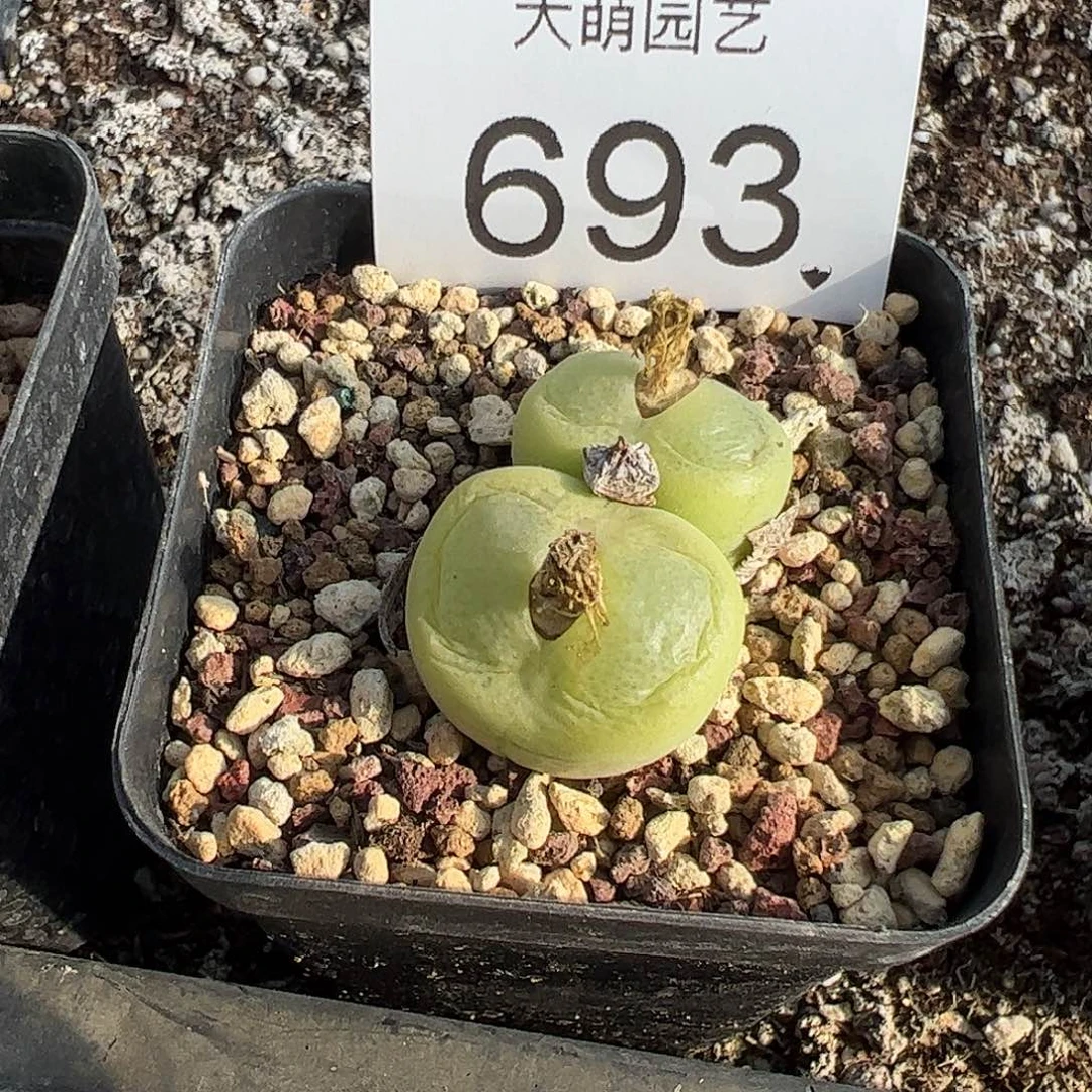 一物一拍母本翠光脱土发693