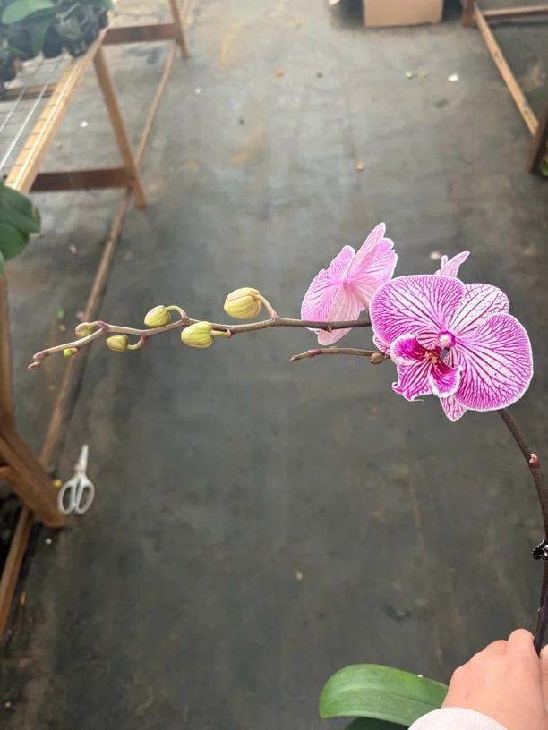 蝴蝶兰——[大舌头]