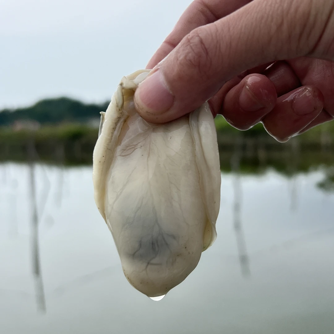 【陆丰白蚝】老黄家乡特产 肉脆鲜甜不缩水