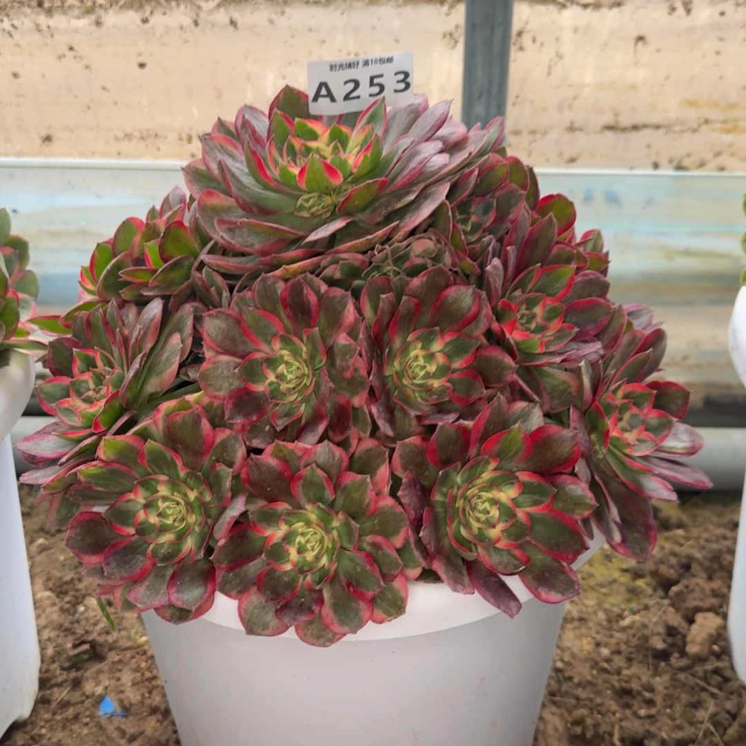 253云荷。 多肉植物
