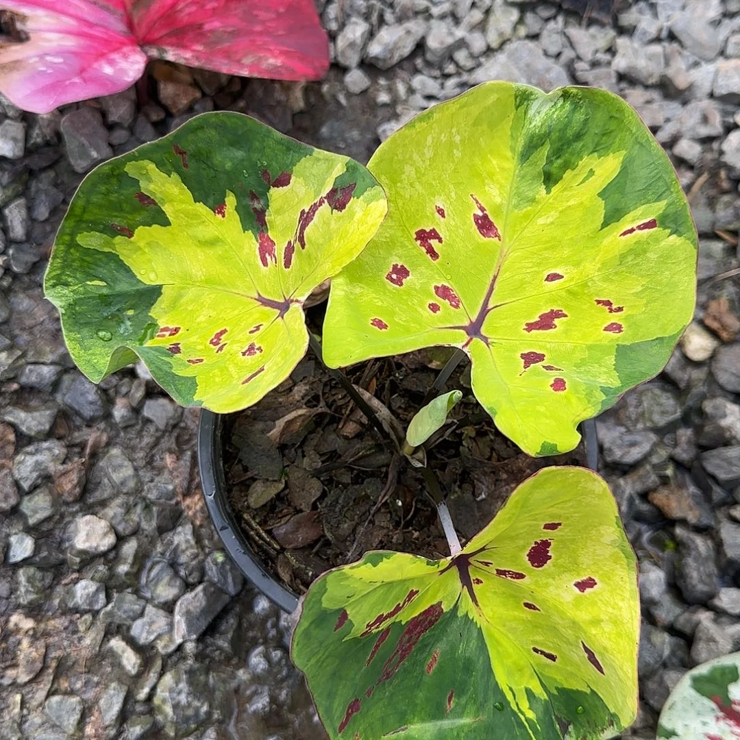 完全开放玉米月泰国发