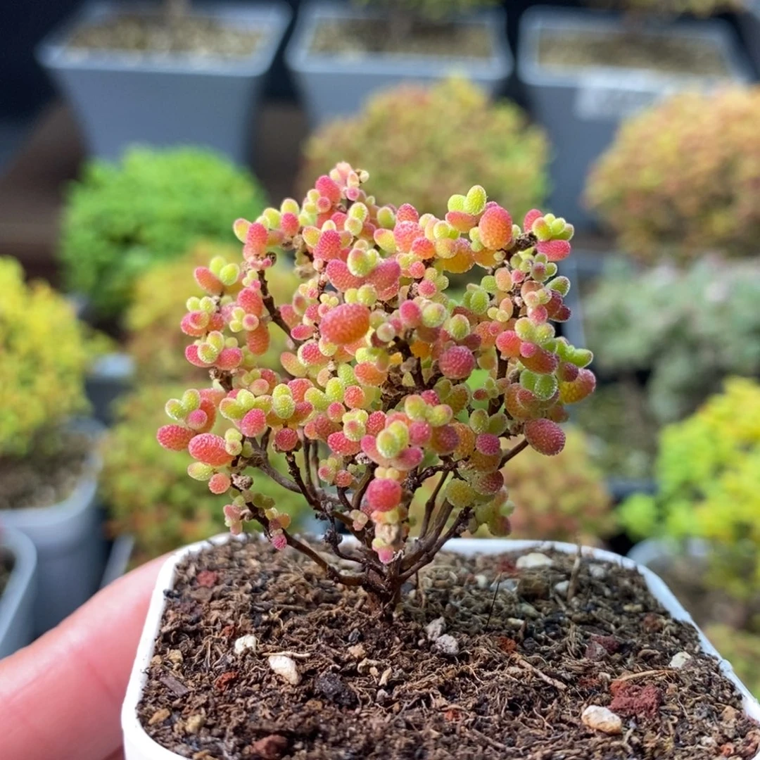 233蜜橘糖球 。