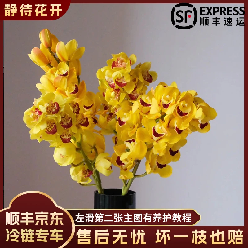 【静待花开】黄金岁月-甄选级大花蕙兰 云南鲜花斗南花卉顺丰包邮