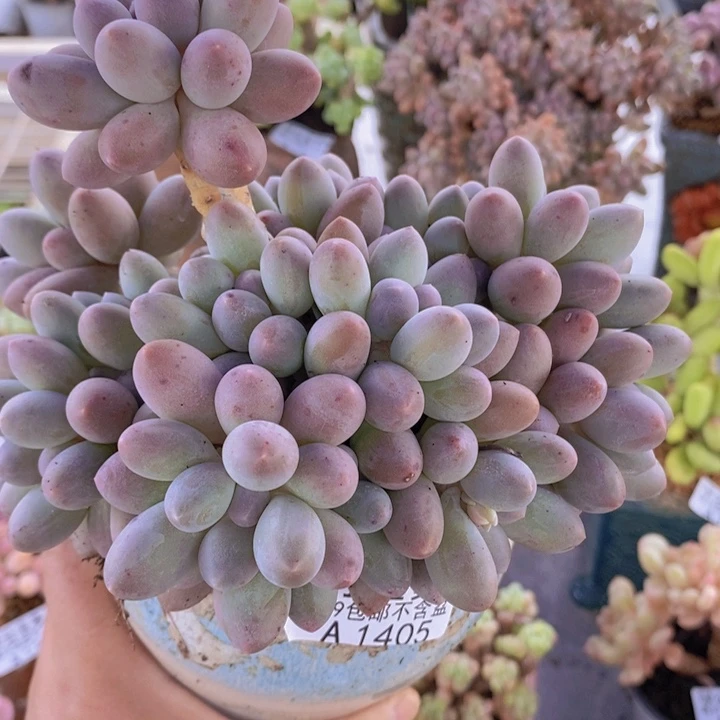 汤圆老桩14cm1405多肉植物