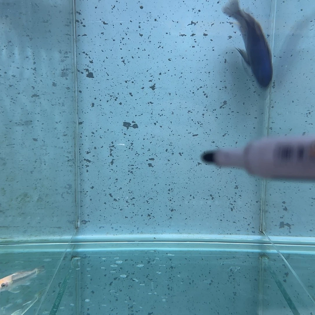 慈鲷曦*1065号小骷髅