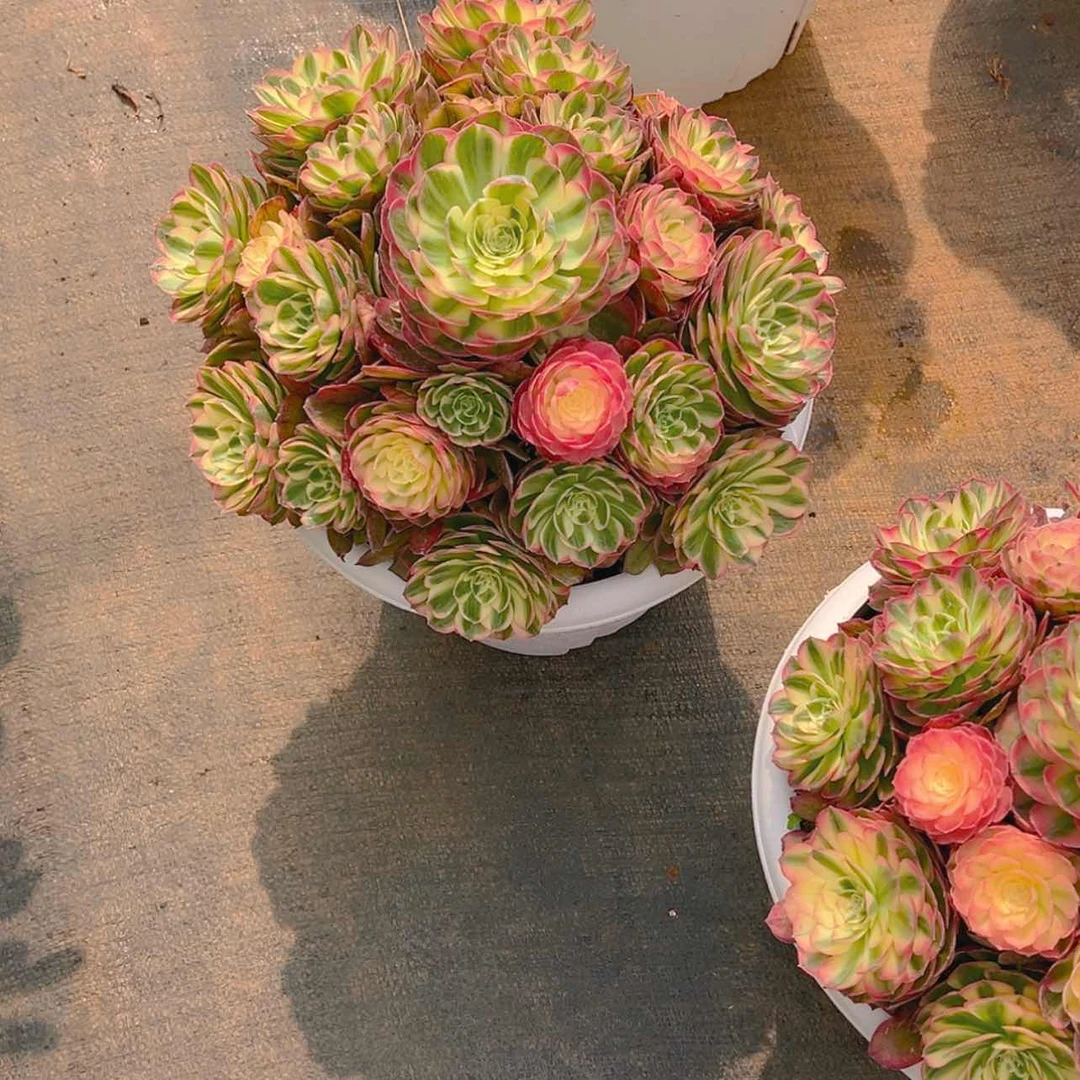 【闪购商品】红陶用****71111111111111