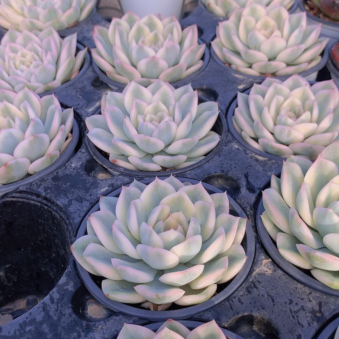 月亮仙子锦35677899900