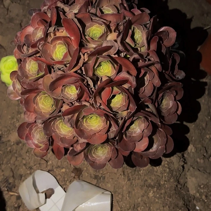 魅金玫瑰球球多肉植物不售后量拍