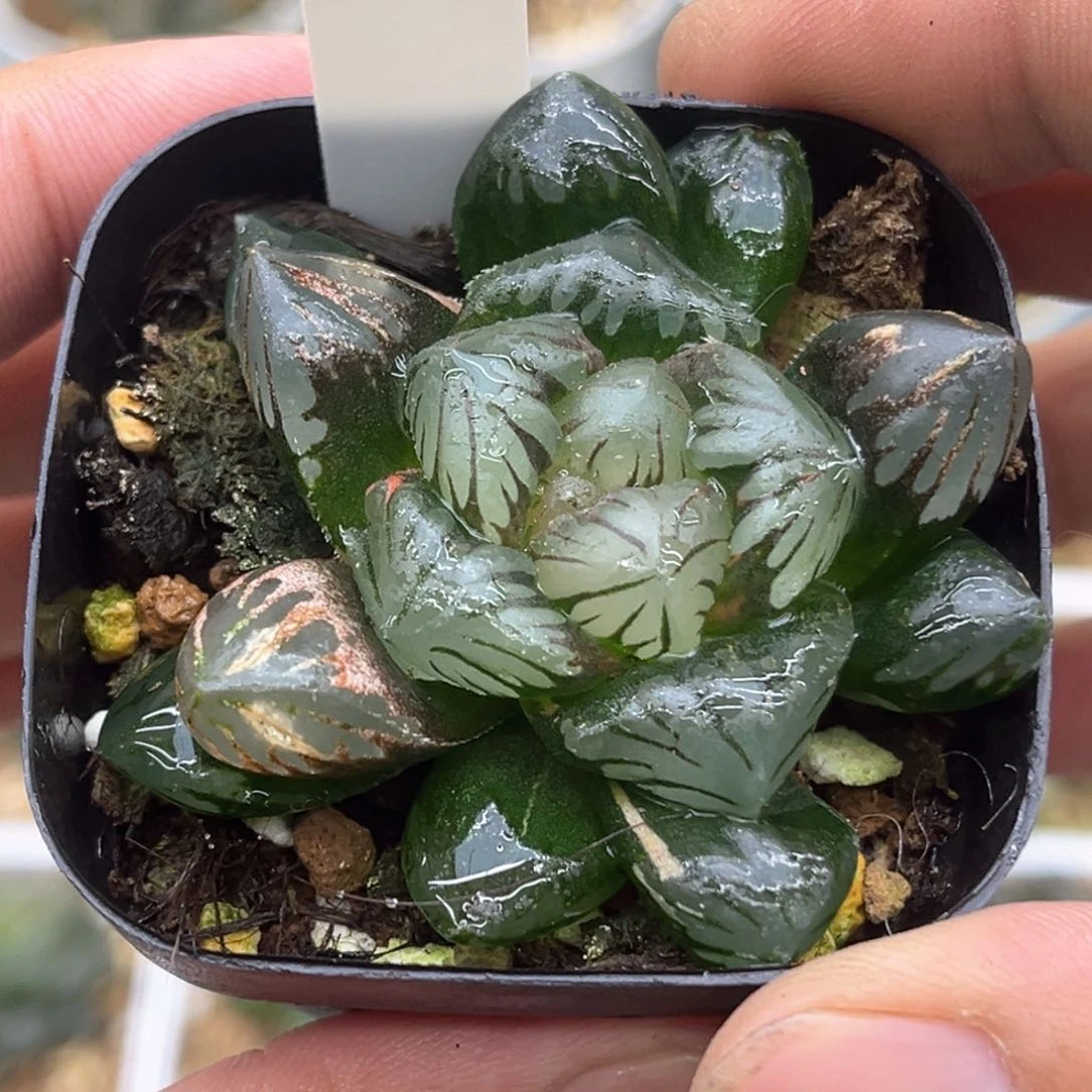 34黑水晶发发发发发发