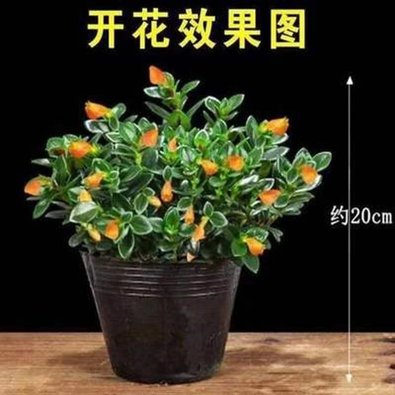 新品【年年有鱼】金鱼吊兰花苗盆栽绿植花卉室内驱蚊驱虫绿植盆栽
