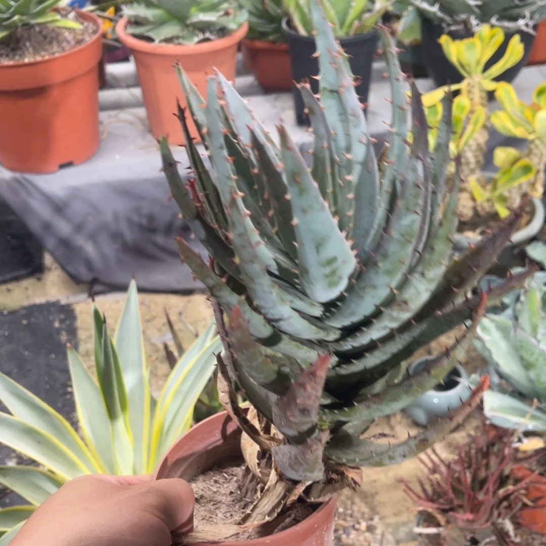 柏加芦荟植物系列