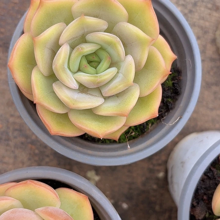 安吉丽娜（拍满18包邮）