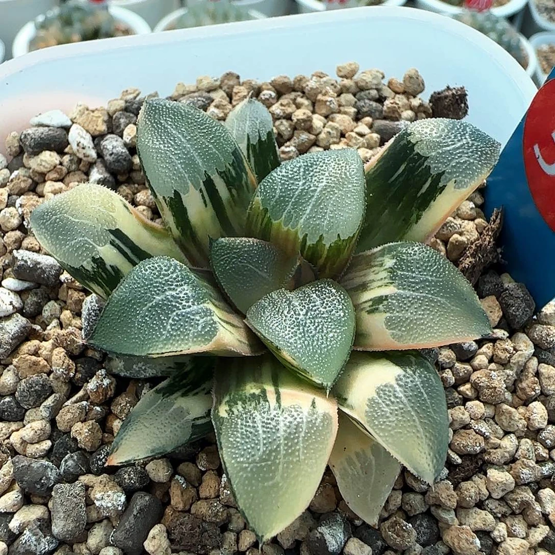 34号丸叶克锦一物一拍带盆土