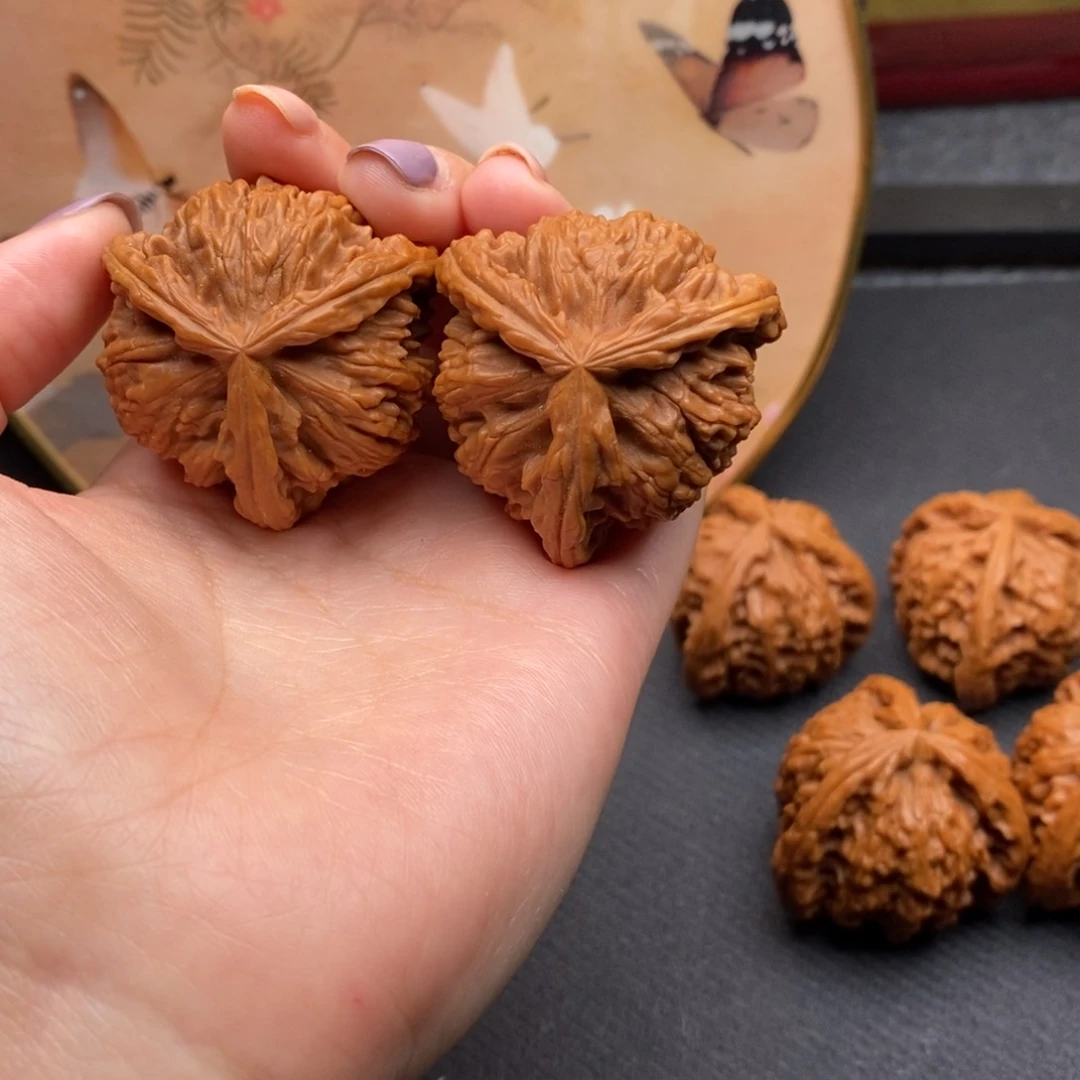 风*白狮子111111111111