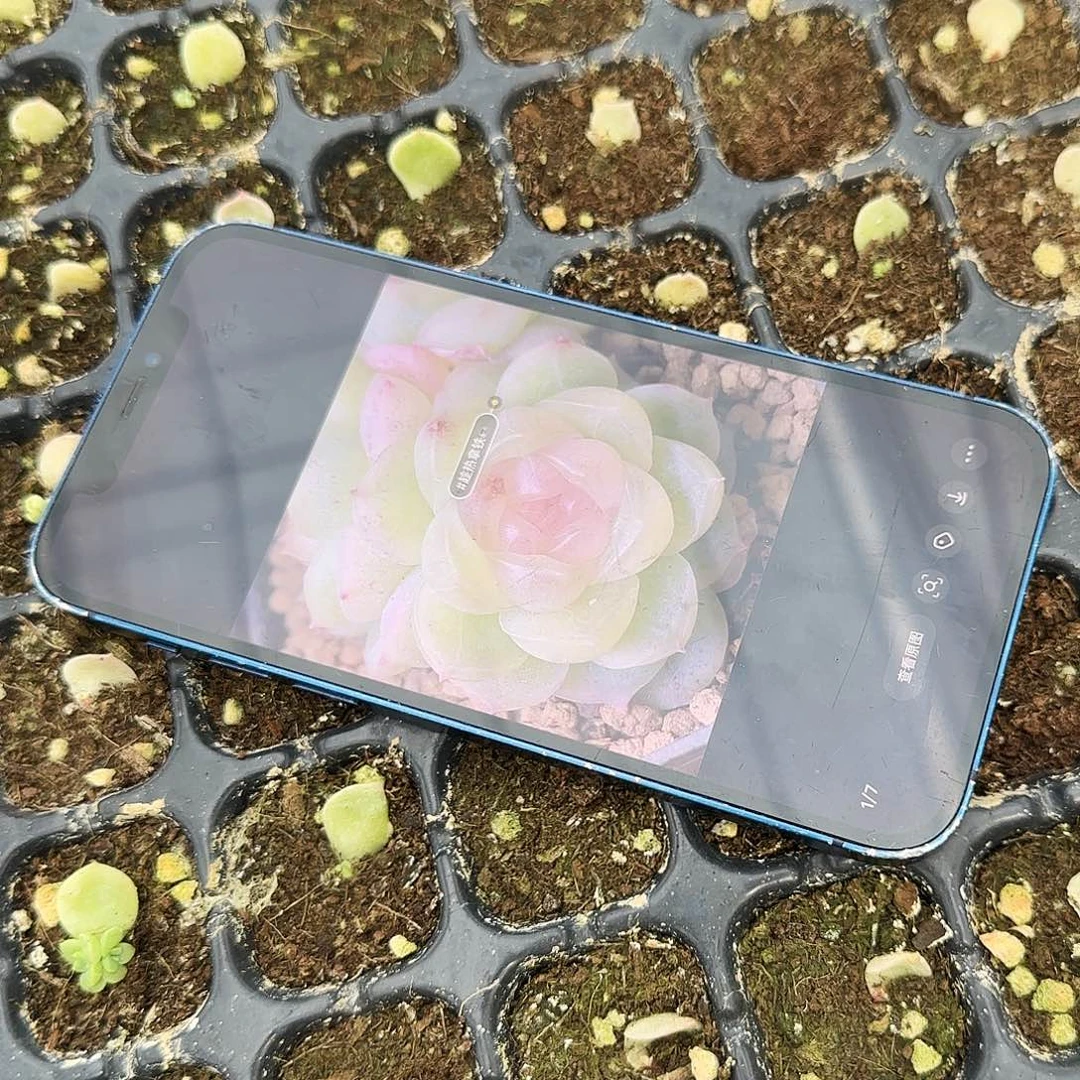 风花椰子冻 芝麻一个满25包邮