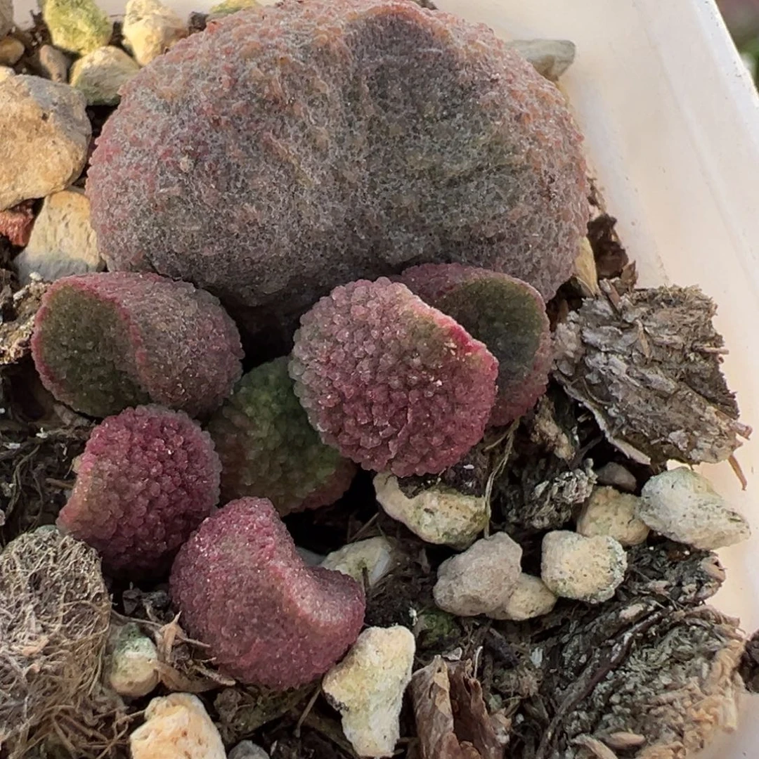 水蜜桃大苗多肉植物