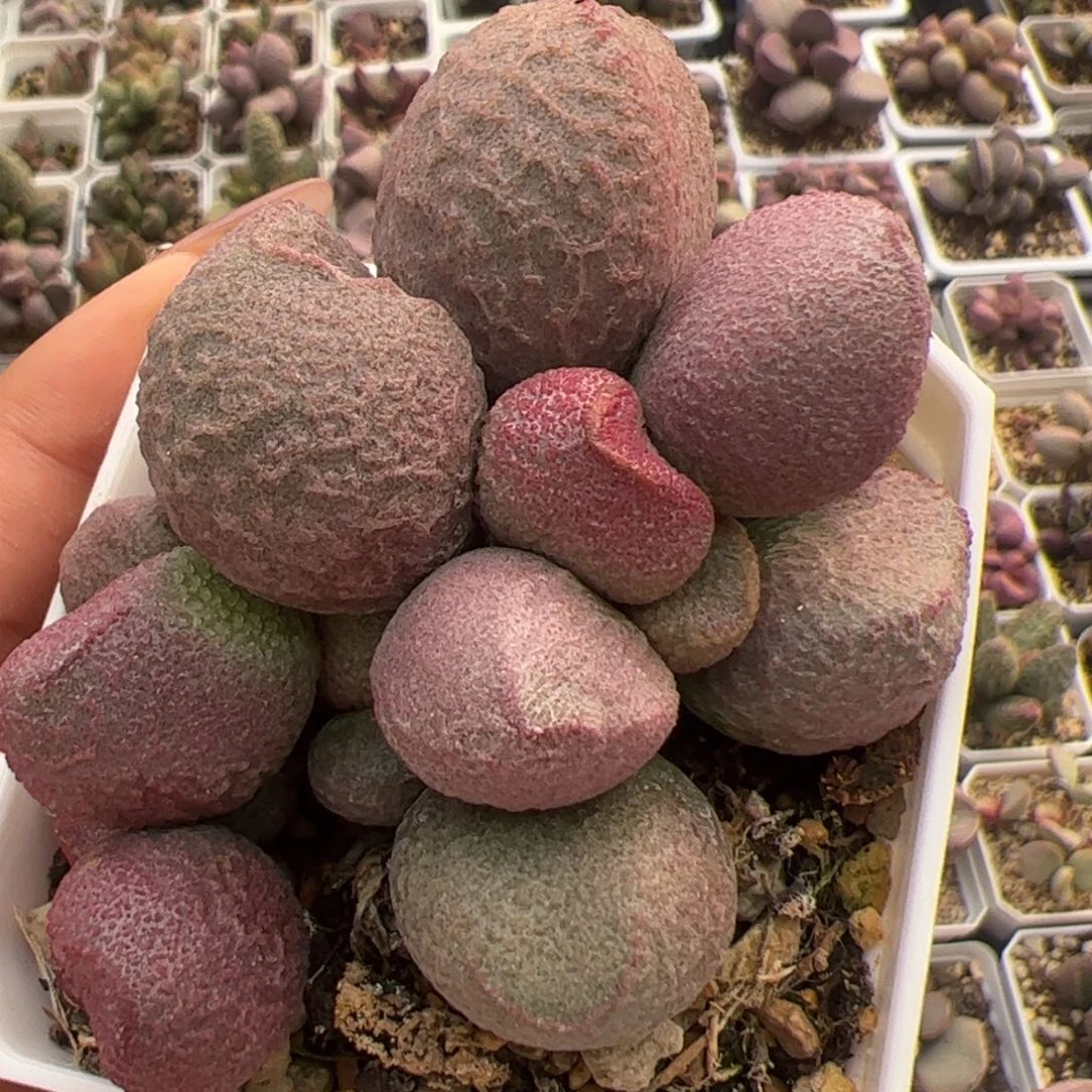 满盆121号红烧肉老桩多肉植物