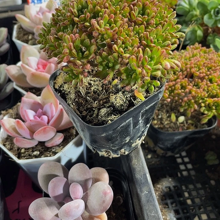 小人姬带盆土发货