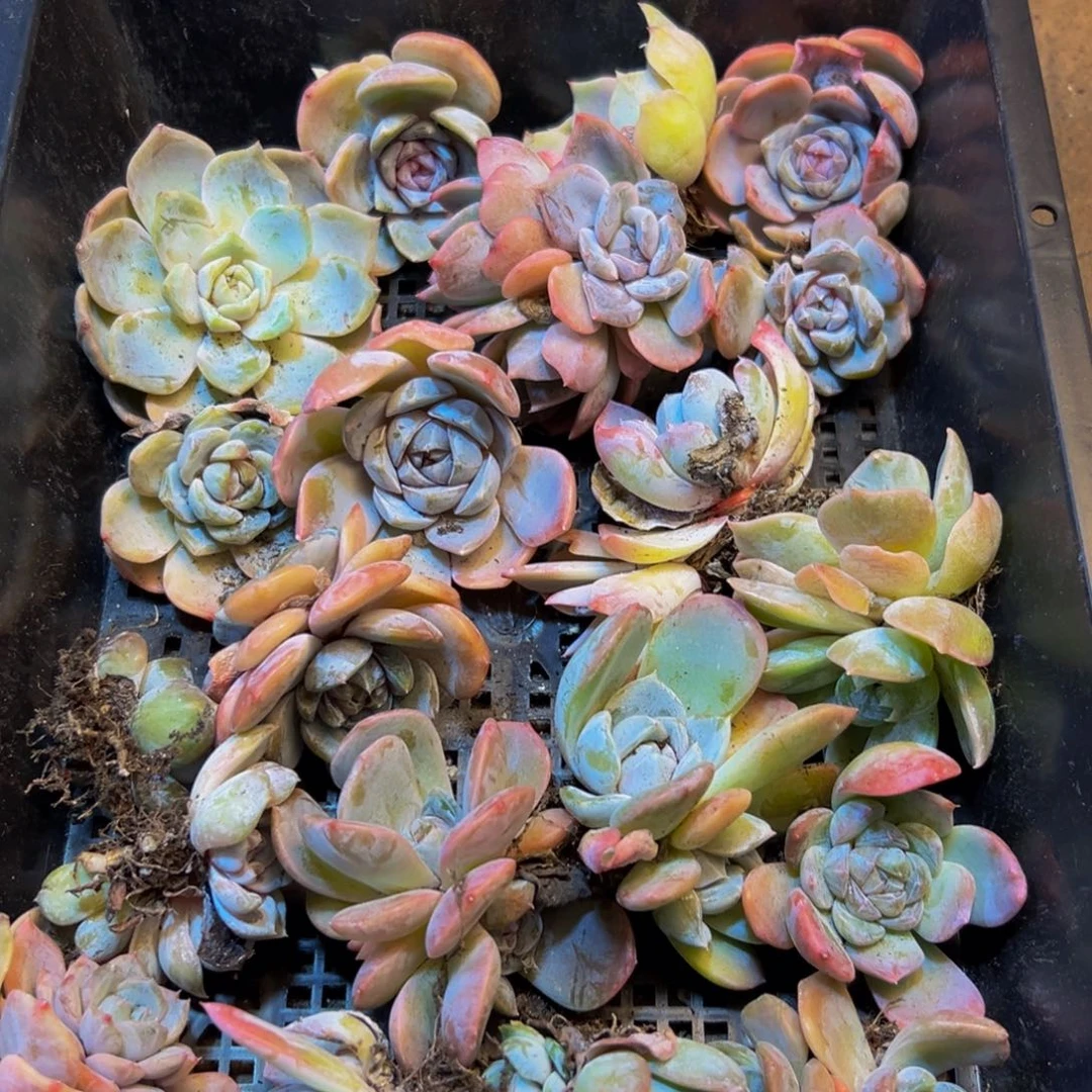 528多肉的我也想吃啊