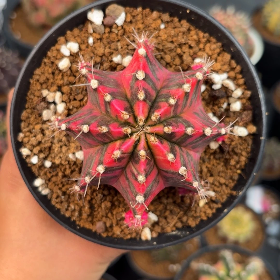 泰系米哈rose gem母本仙人球5号