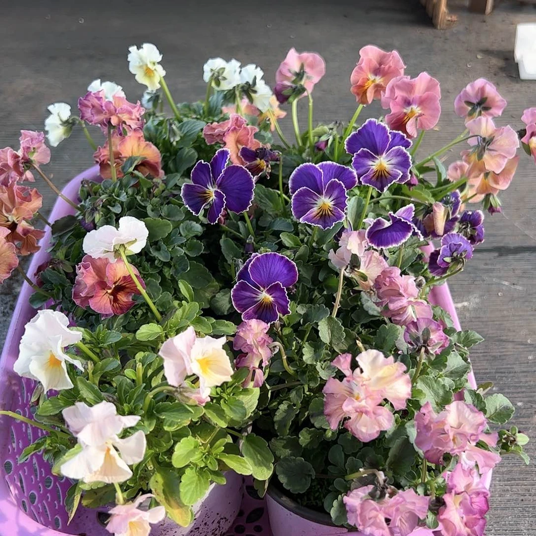 【闪购商品】026号