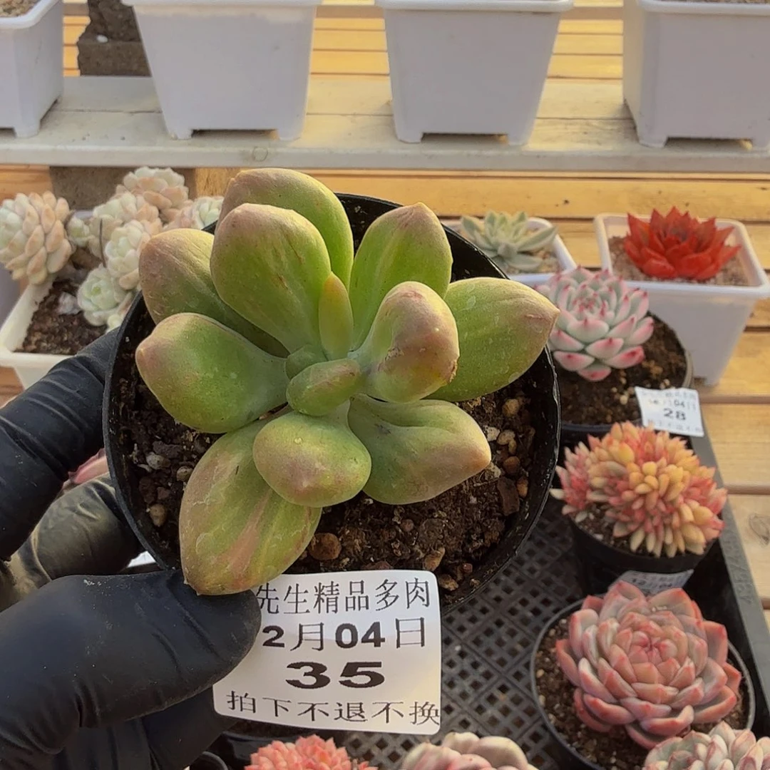 1204-35乌里韦亚锦