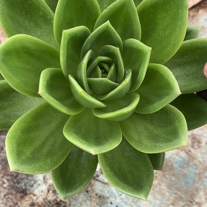 翠花18cm起发（每人限购两颗）