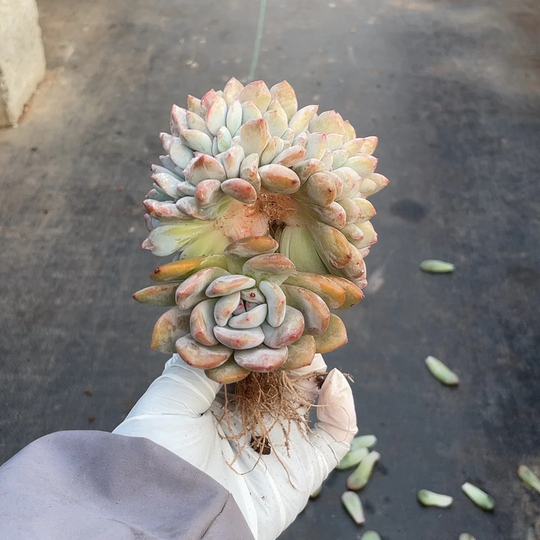 底切-星影小树一个