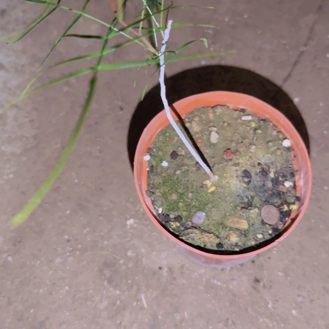 七***云块根植物块根植物