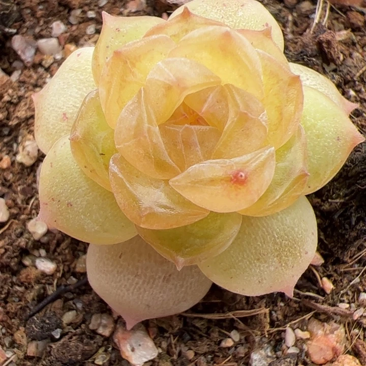 云歌一物一拍，精品糖心，尺寸不大介意勿拍