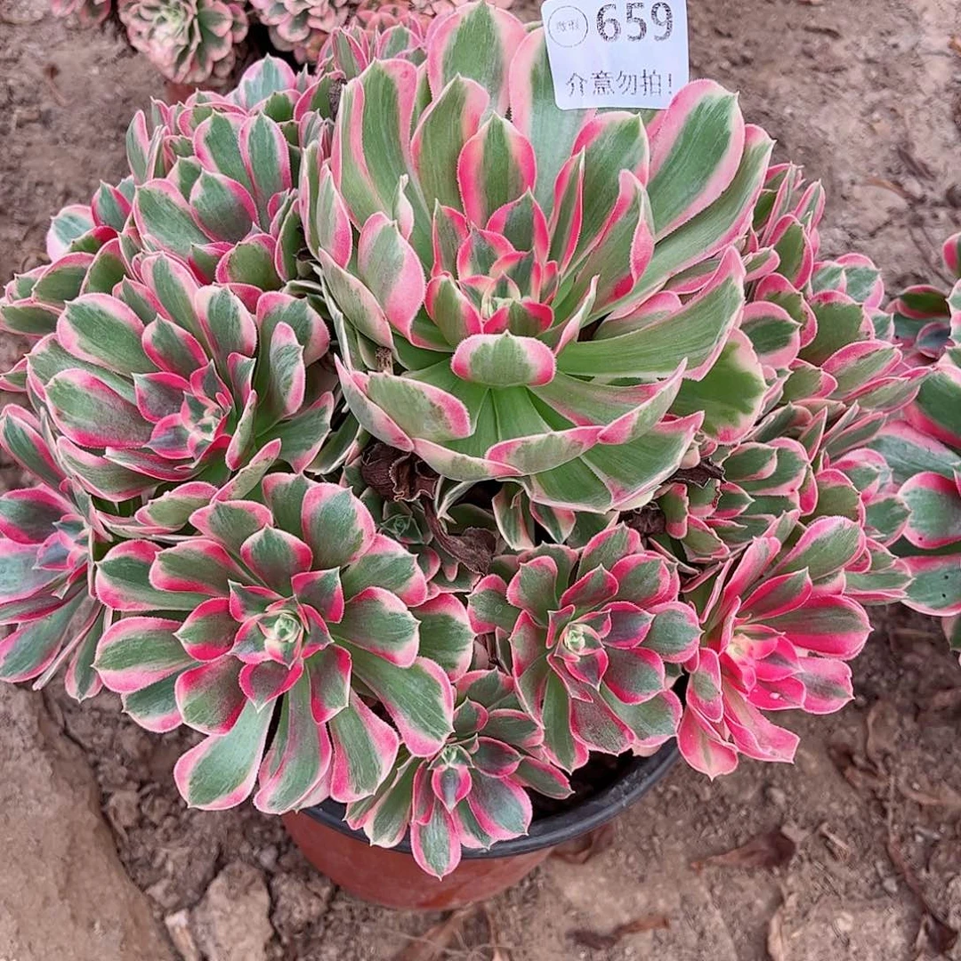 无花朵多肉植物659
