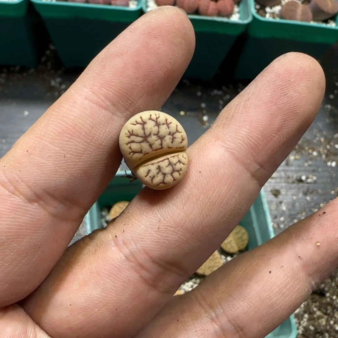 一***帅10.27。 383舞岚下播福利。 2062