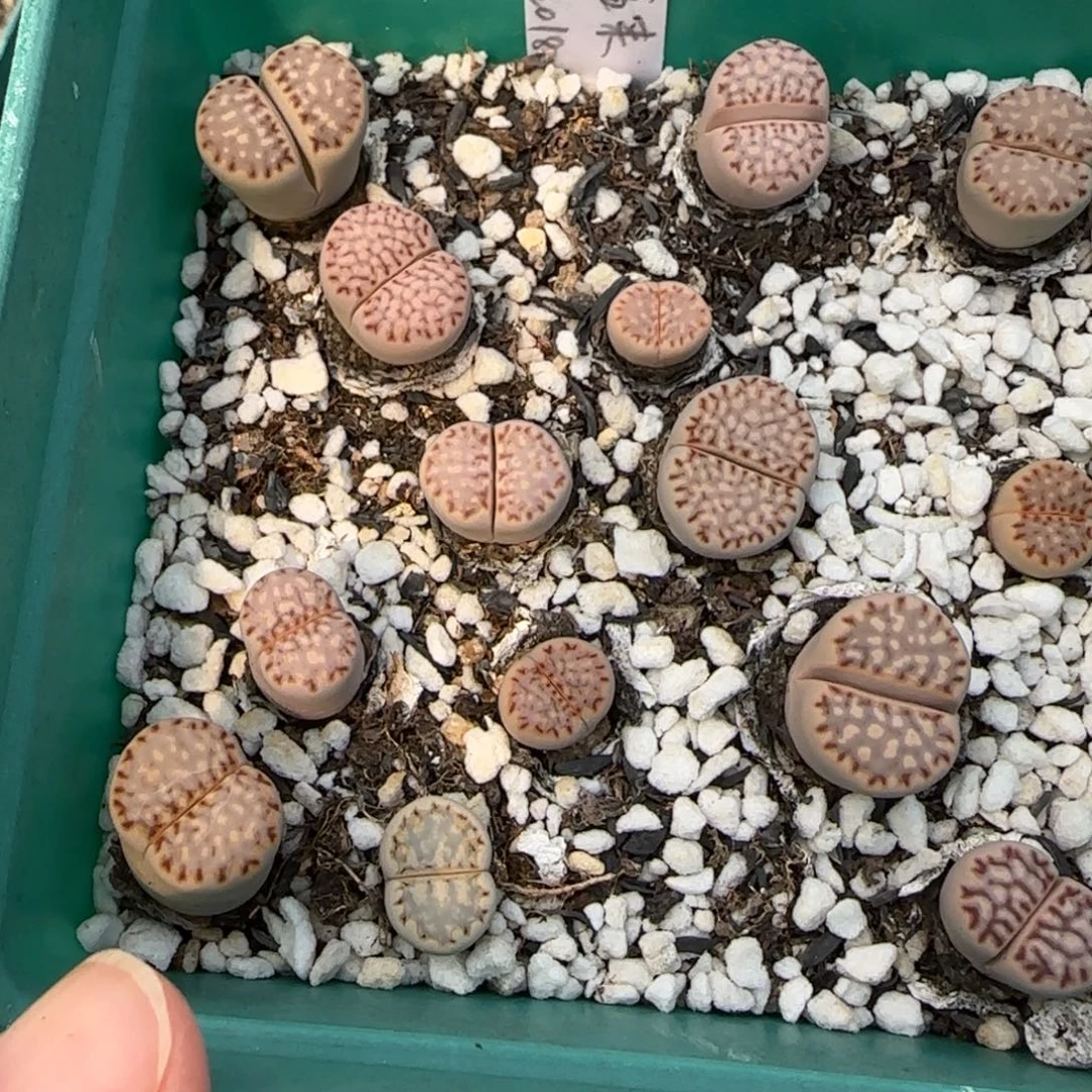 10.29饼干清盒8004