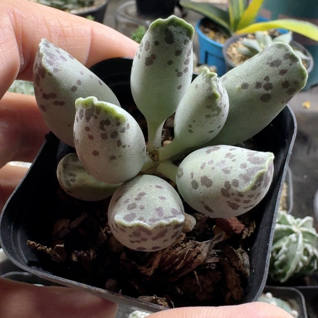 169白肌海豹脱土发货