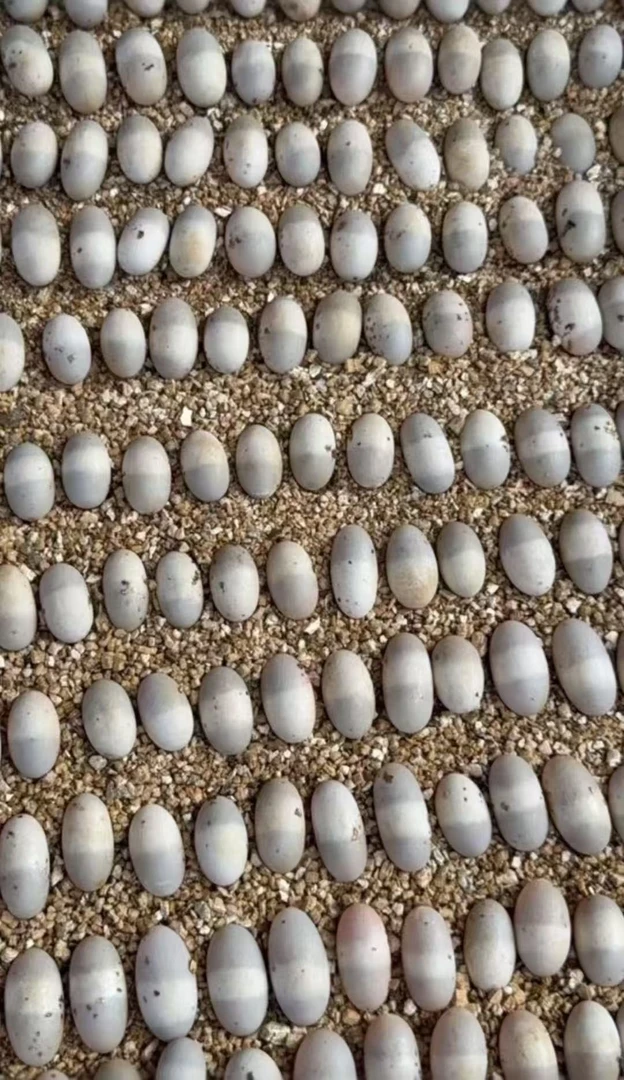 剃刀观赏龟（开蛋费链接）