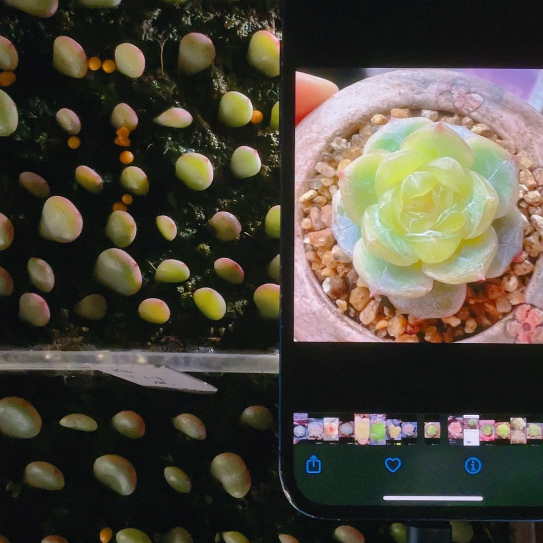 T14舟舟芝麻苗一个满25包邮