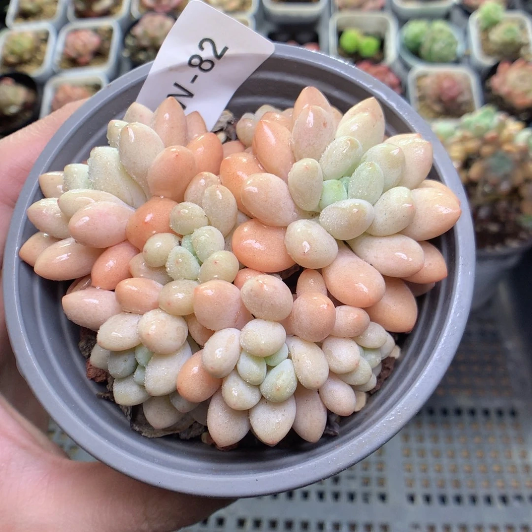 W82y y y y y y y y y y y y