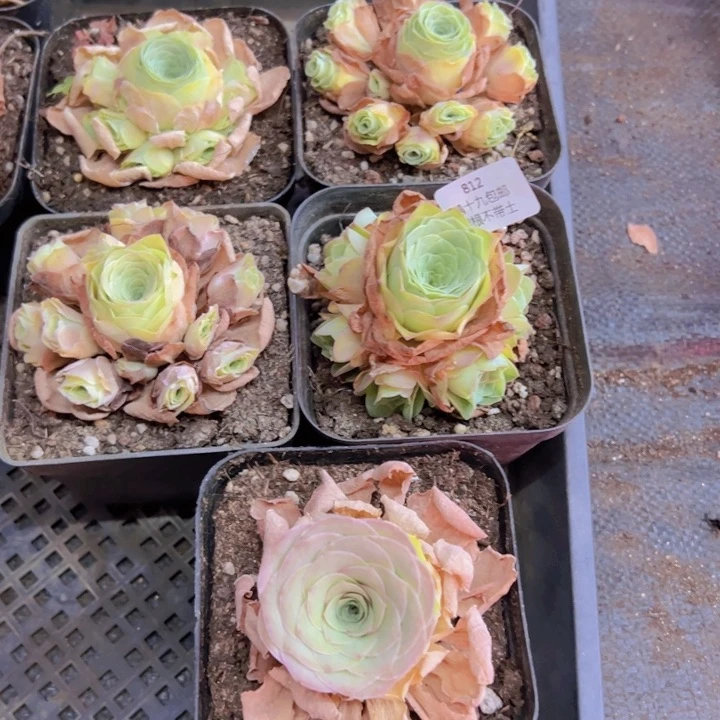 812 裸根不带土发货不包损