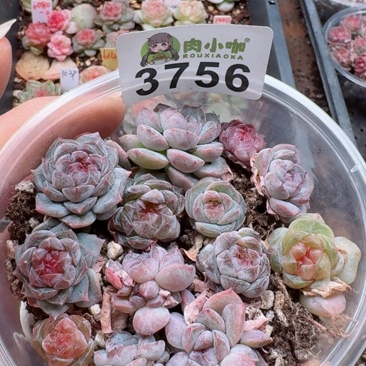 多肉植物多肉植物