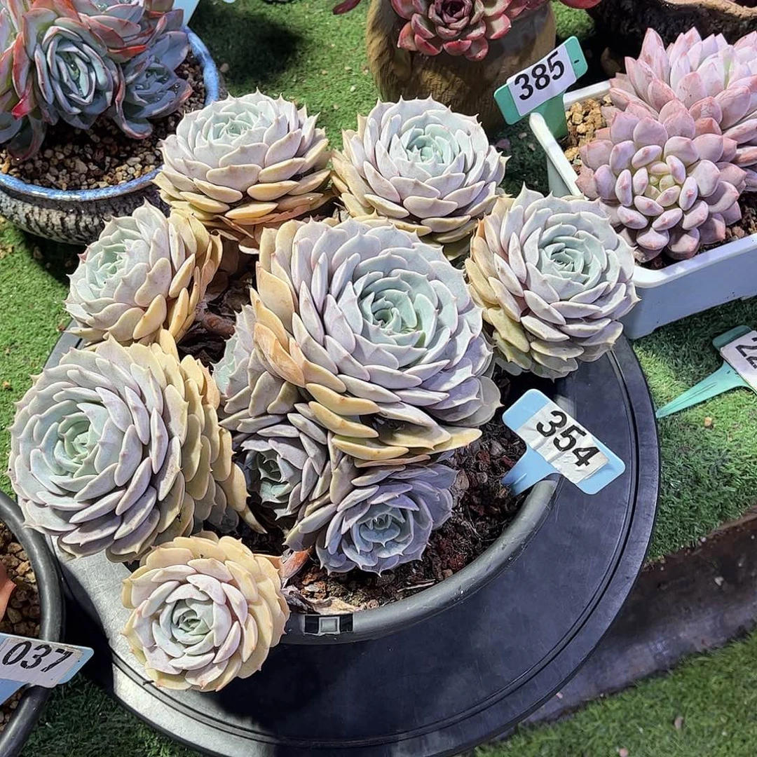 古***福露娜连多肉植物354