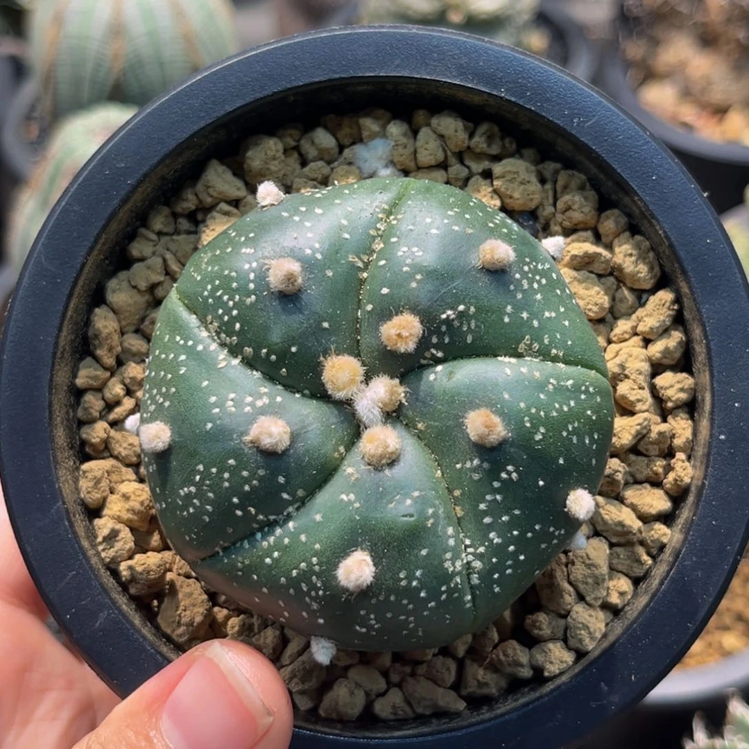 螺旋五大瓣琉璃海星兜mmmmmm