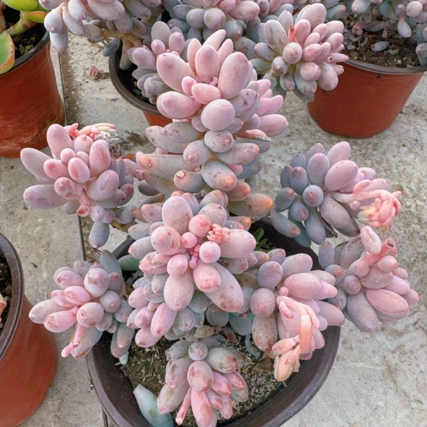 婴儿手指多肉植物萌趣盆栽绿植庭院阳台装饰易养爆盆